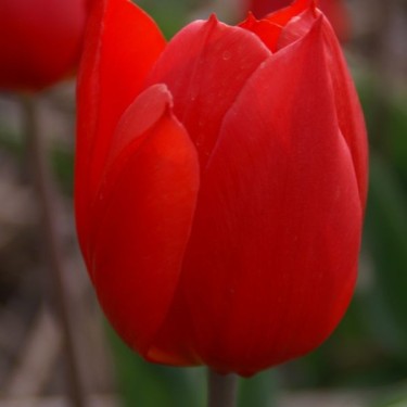 Tulipa 'Duc van Tol Scarlet'