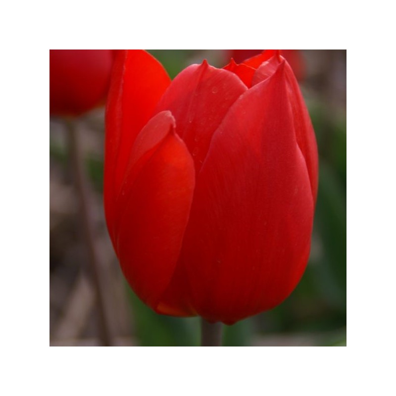 Tulipa 'Duc van Tol Scarlet'