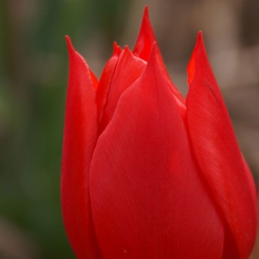 Tulipa 'Duc van Tol Scarlet'