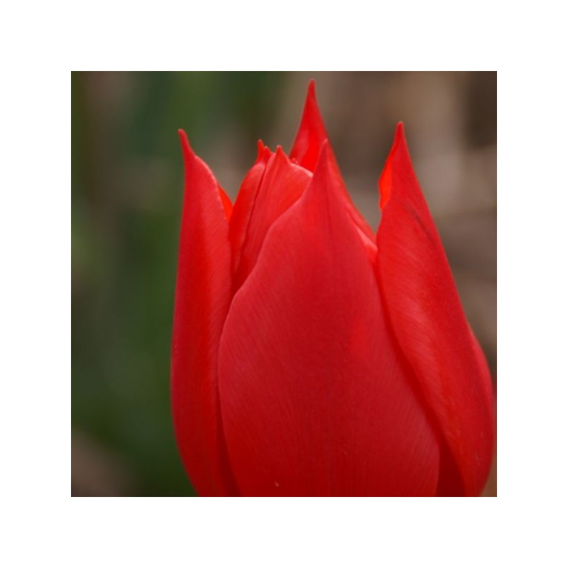 Tulipa 'Duc van Tol Scarlet'