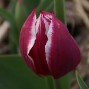 Tulipa 'Duc van Tol Violet'