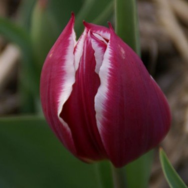 Tulipa 'Duc van Tol Violet'