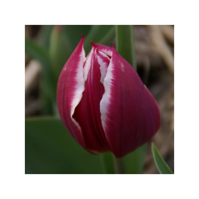 Tulipa 'Duc van Tol Violet'