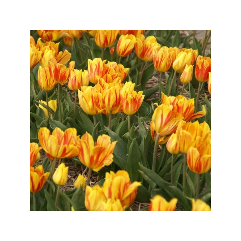 Tulipa 'Duc van Tol Aurora'