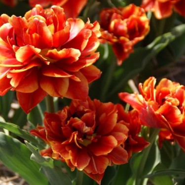 Tulipa 'Jan Vermeer'