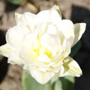 Tulipa 'La Candeur'