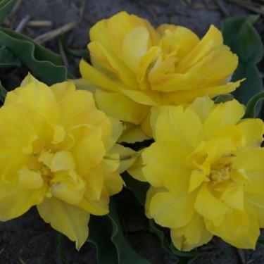 Tulipa 'Maréchal Niel'