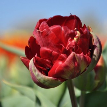 Tulipa 'Purperkroon'