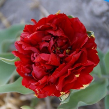 Tulipa 'Rubra Maxima'