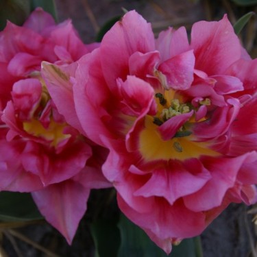 Tulipa 'Spinel'
