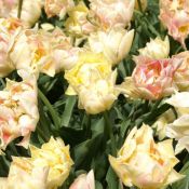 Tulipa 'Theeroos'