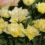 Tulipa 'Theeroos'
