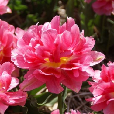 Tulipa 'Triumphator'