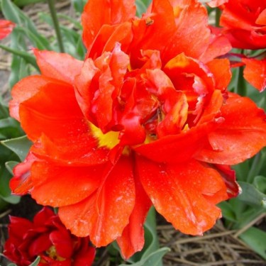 Tulipa 'Wilhelm III'