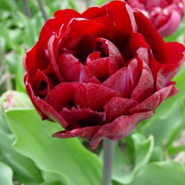 Tulipa 'Uncle Tom'