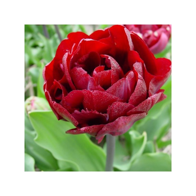 Tulipa 'Uncle Tom'