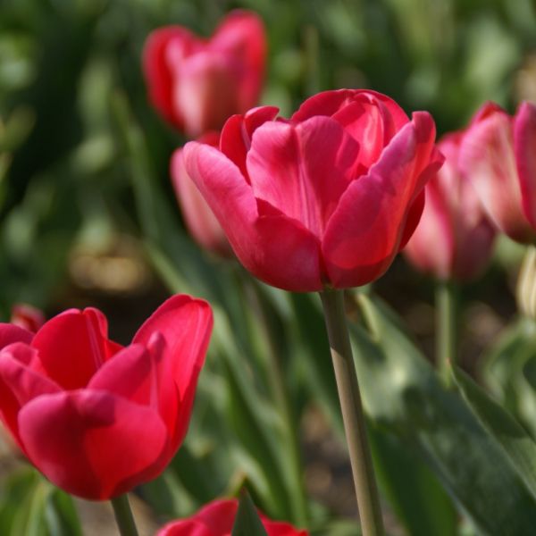 Tulipa 'Princess Amalia'