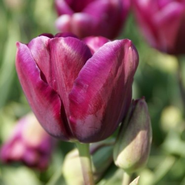 Tulipa 'Music'