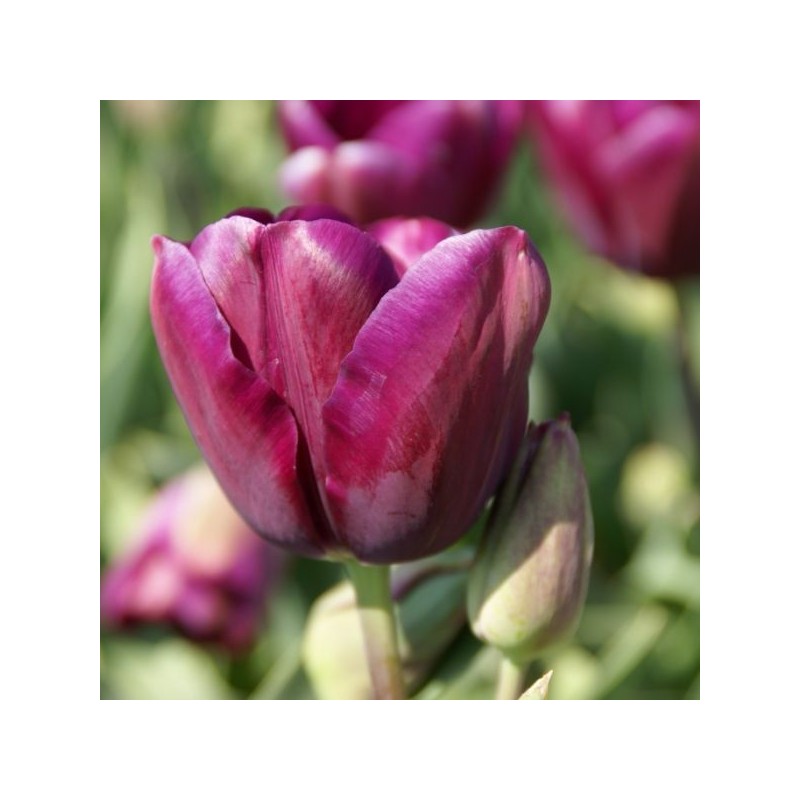 Tulipa 'Music'