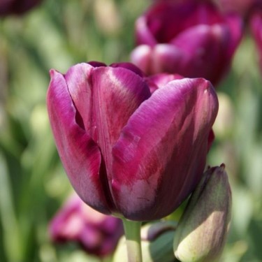 Tulipa 'Music'