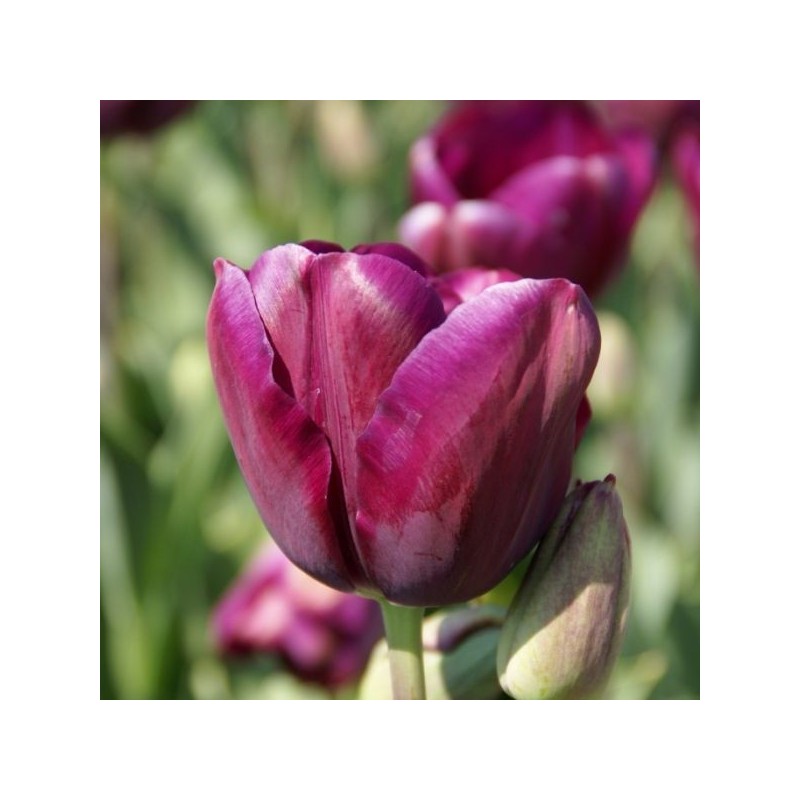 Tulipa 'Music'