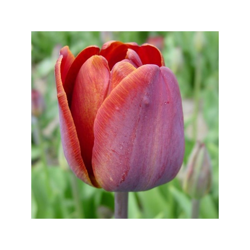 Tulipa 'James Wild'