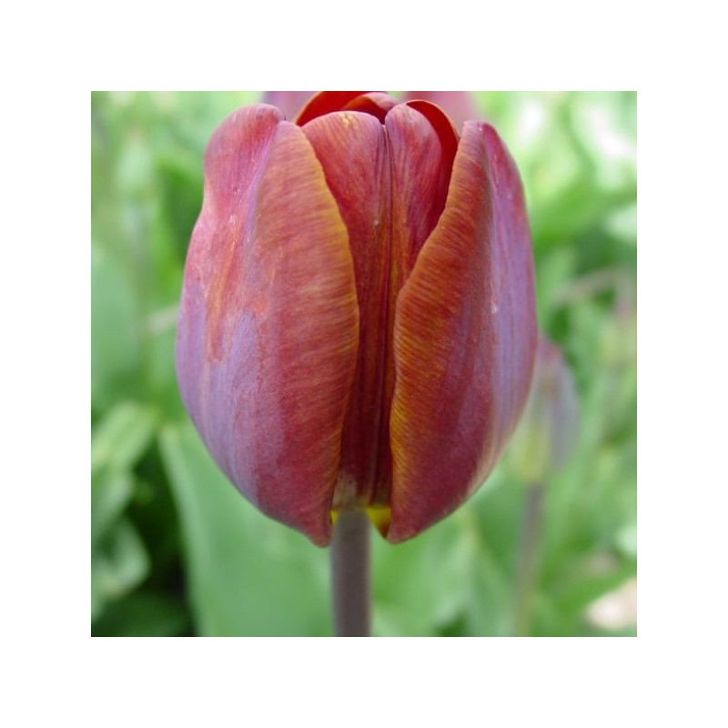 Tulipa 'James Wild'