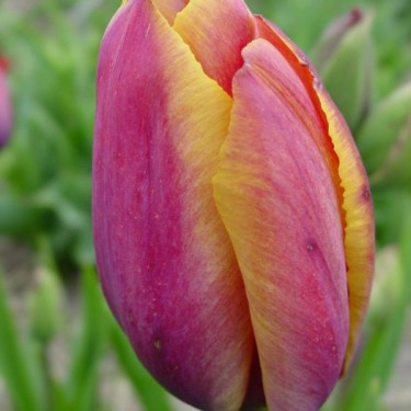 Tulipa 'Je Maintiendrai'