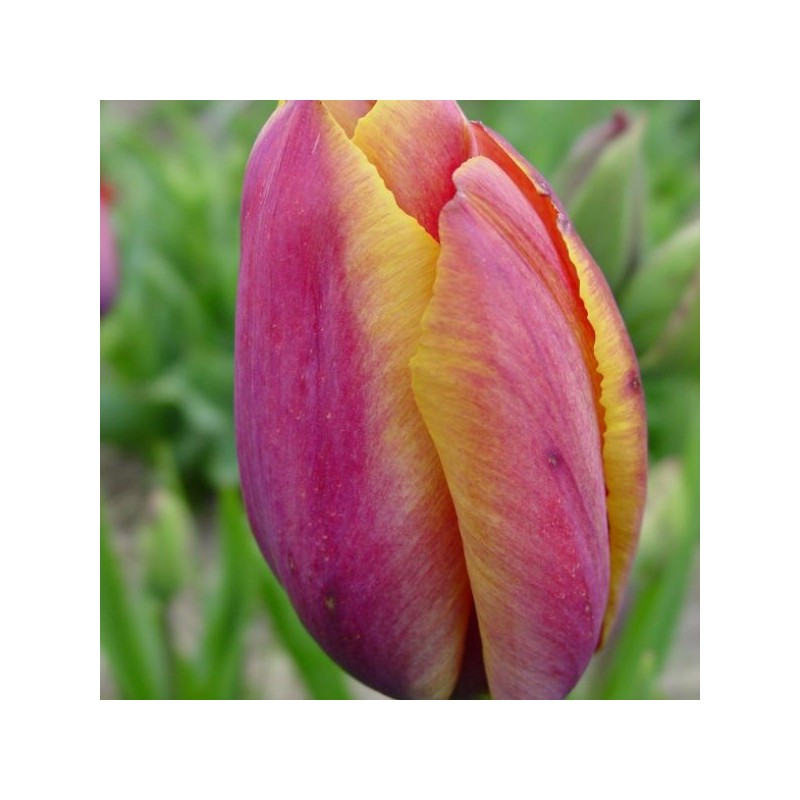 Tulipa 'Je Maintiendrai'