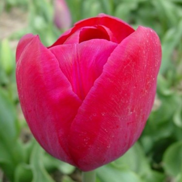 Tulipa 'Juliette'