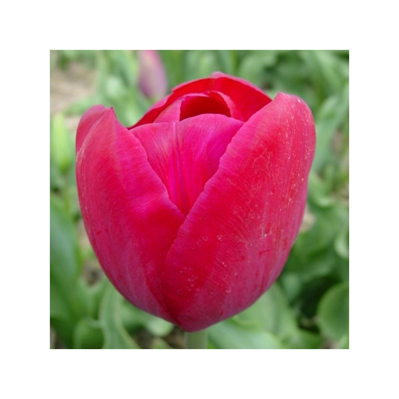 Tulipa 'Juliette' Tulipa 'Juliette'