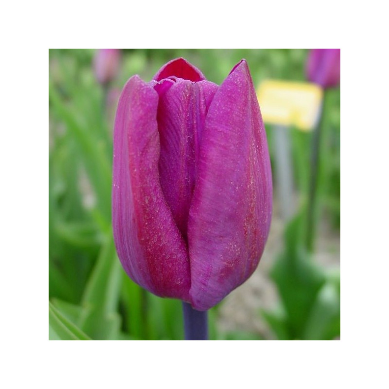 Tulipa 'Klopstock'