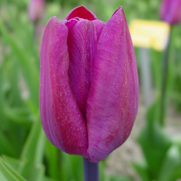 Tulipa 'Klopstock'