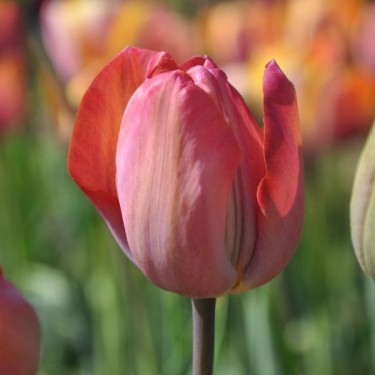 Tulipa 'Jupiter'