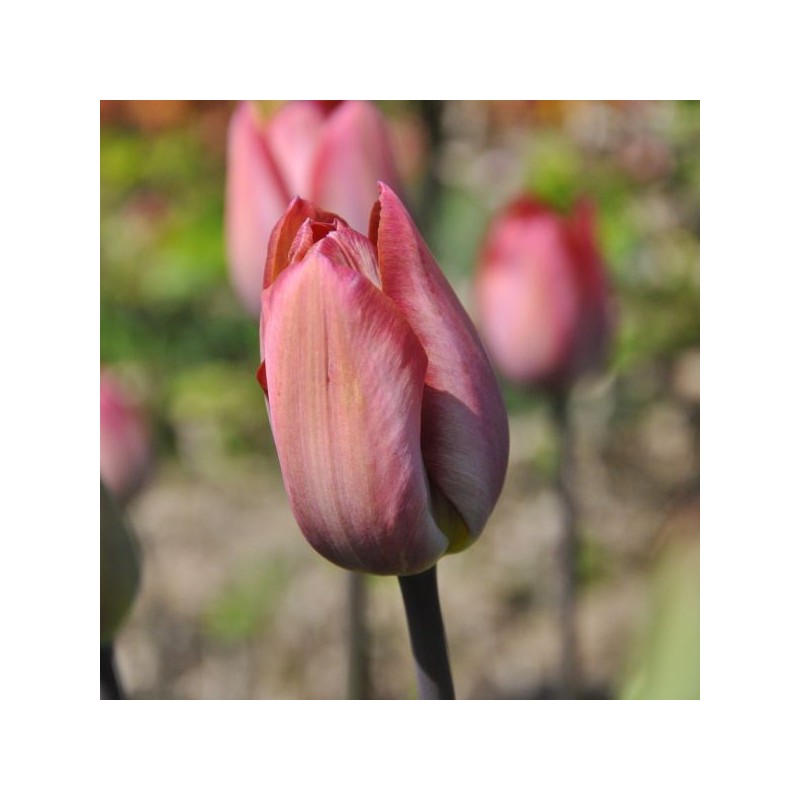 Tulipa 'Jupiter'