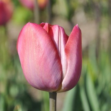 Tulipa 'Jupiter'