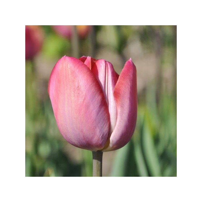 Tulipa 'Jupiter'