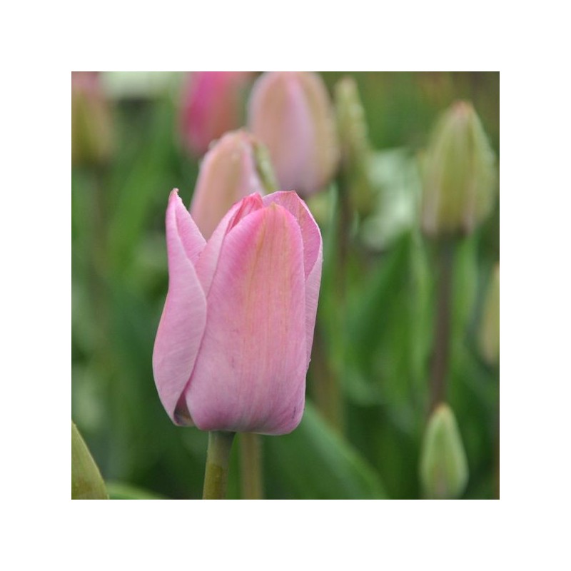 Tulipa 'La joyeuse'