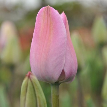 Tulipa 'La joyeuse'