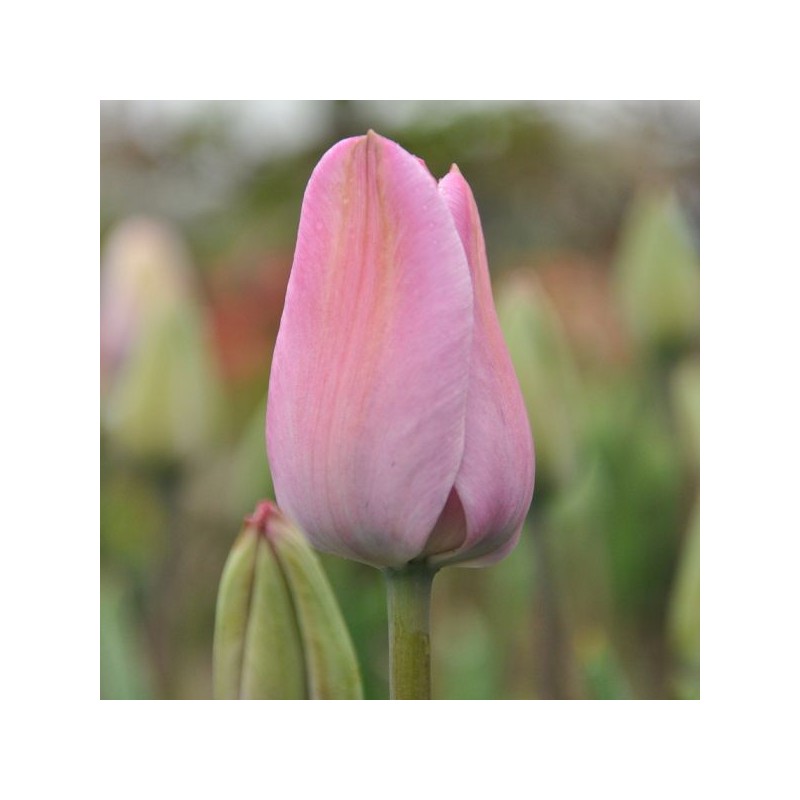 Tulipa 'La joyeuse'