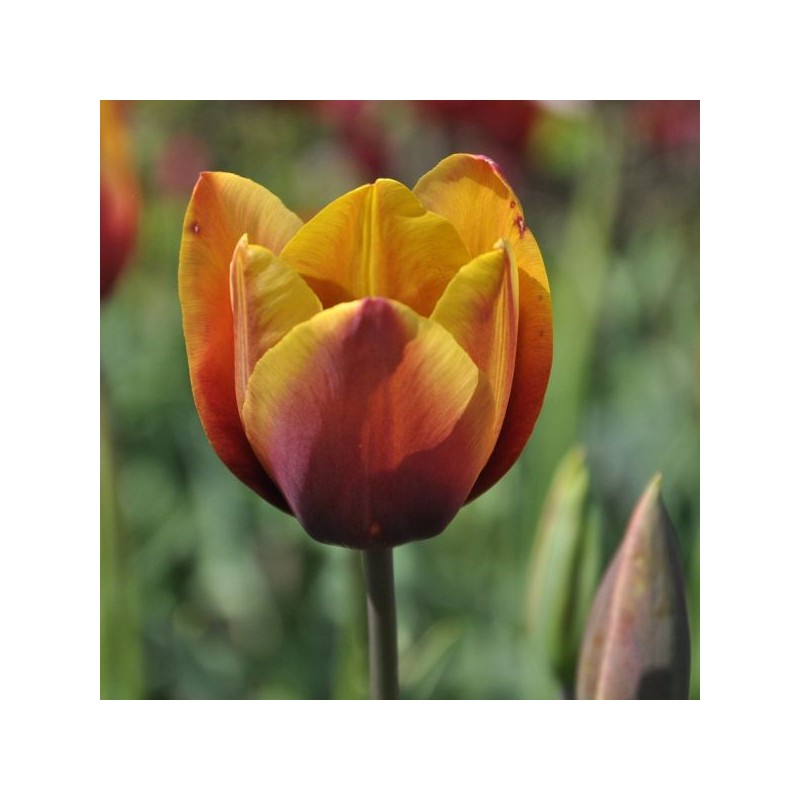 Tulipa 'Old Times'