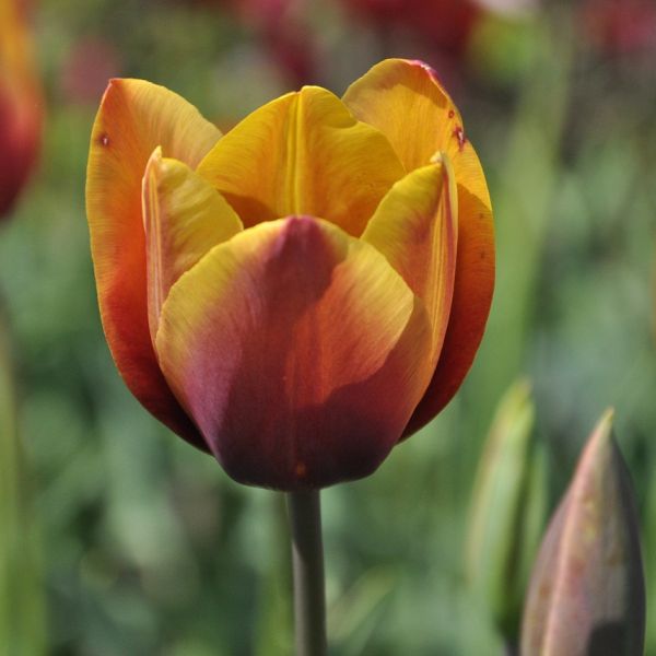 Tulipa 'Old Times'
