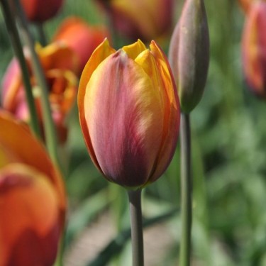 Tulipa 'Old Times'
