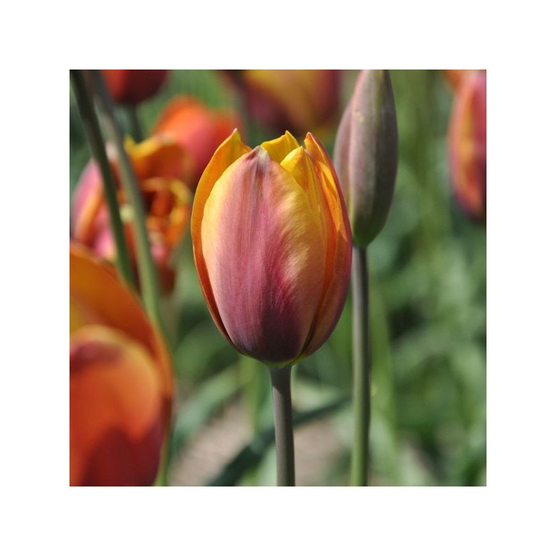 Tulipa 'Old Times'