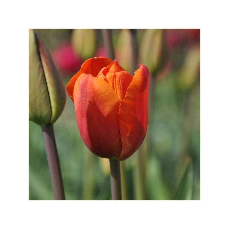 Tulipa 'Orange Beauty'