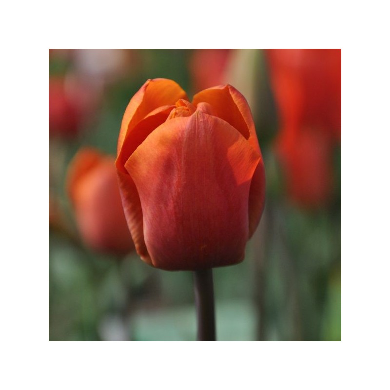 Tulipa 'Orange Beauty'