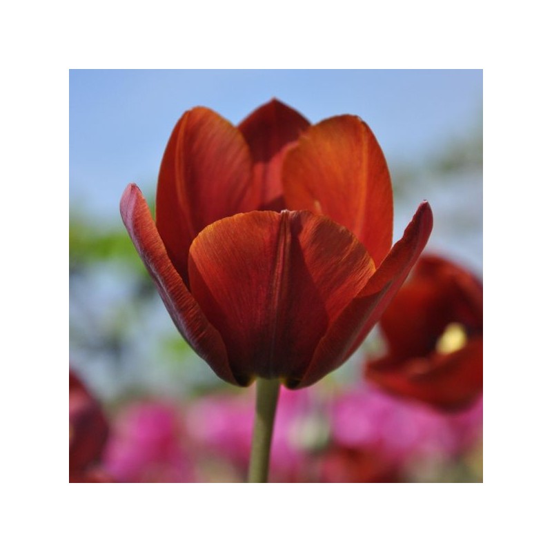 Tulipa 'Prince of Wales'