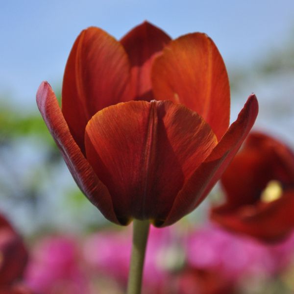 Tulipa 'Prince of Wales'