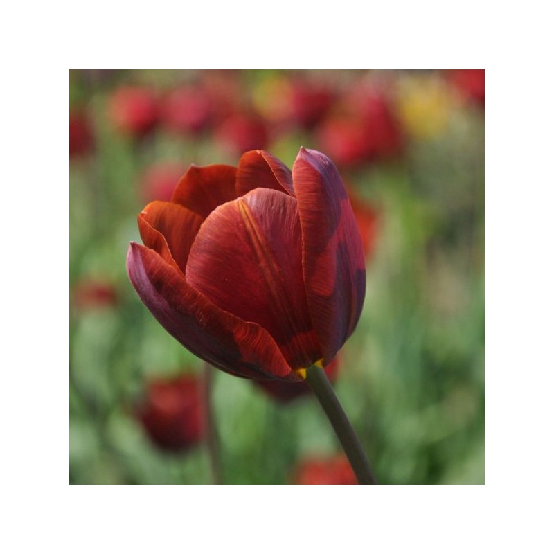 Tulipa 'Prince of Wales'