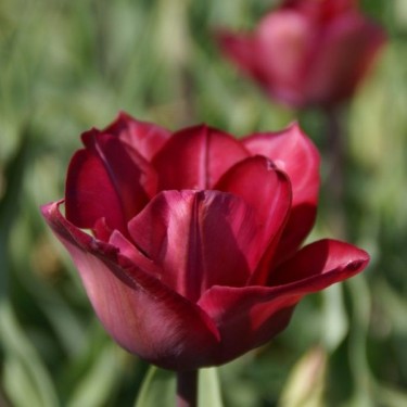Tulipa 'Professor Schotel'